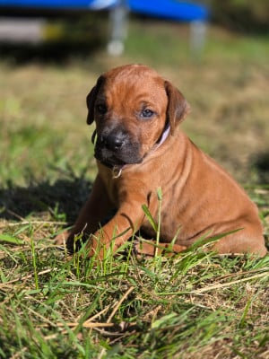 Les chiots de Rhodesian Ridgeback