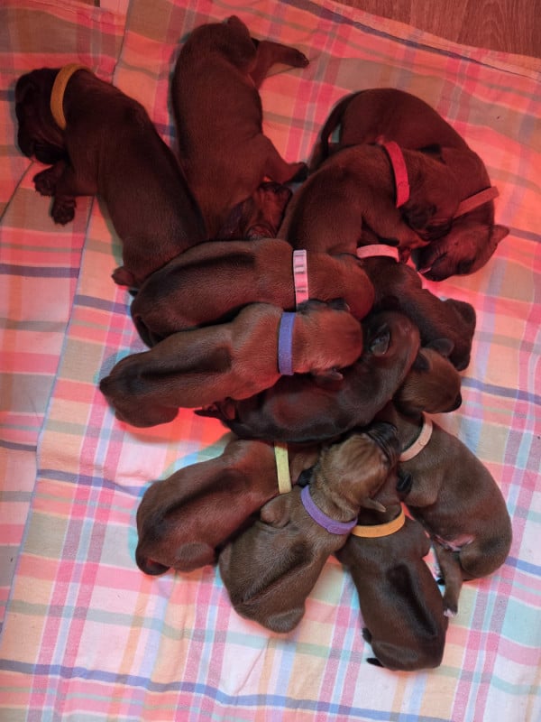 Rhodesian Ridgeback - Du Domaine De L'Aître