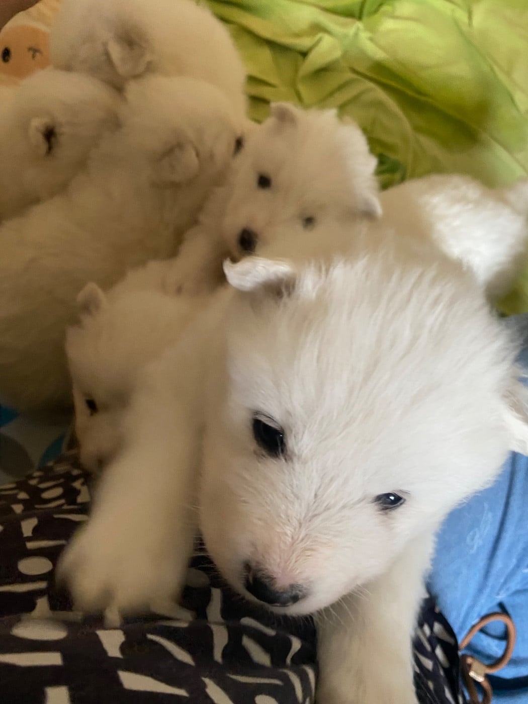 Samoyède - Captain Harlock