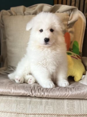 Les chiots de Samoyède