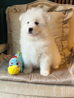 Les chiots de Samoyède