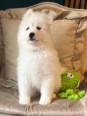 Les chiots de Samoyède