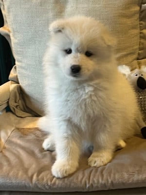 Les chiots de Samoyède