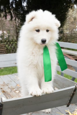 Les chiots de Samoyède