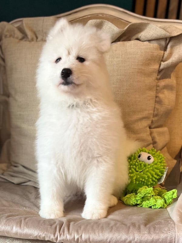 Samoyède - Captain Harlock