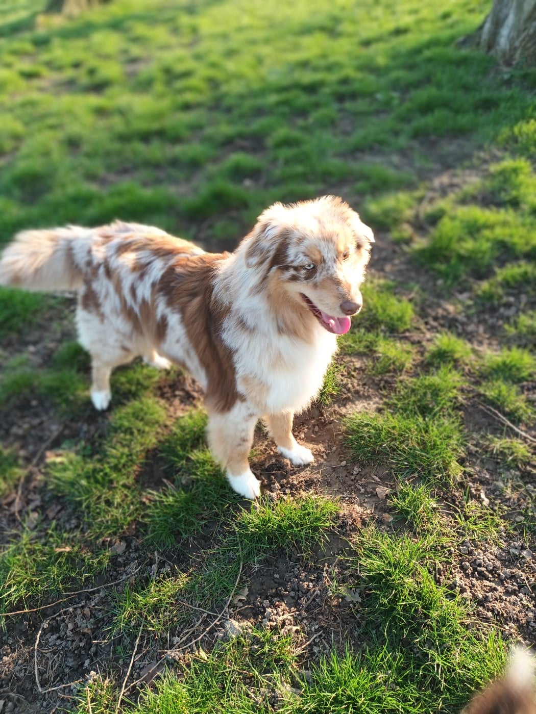 Ultime tess de luz 'annie Titre Initial