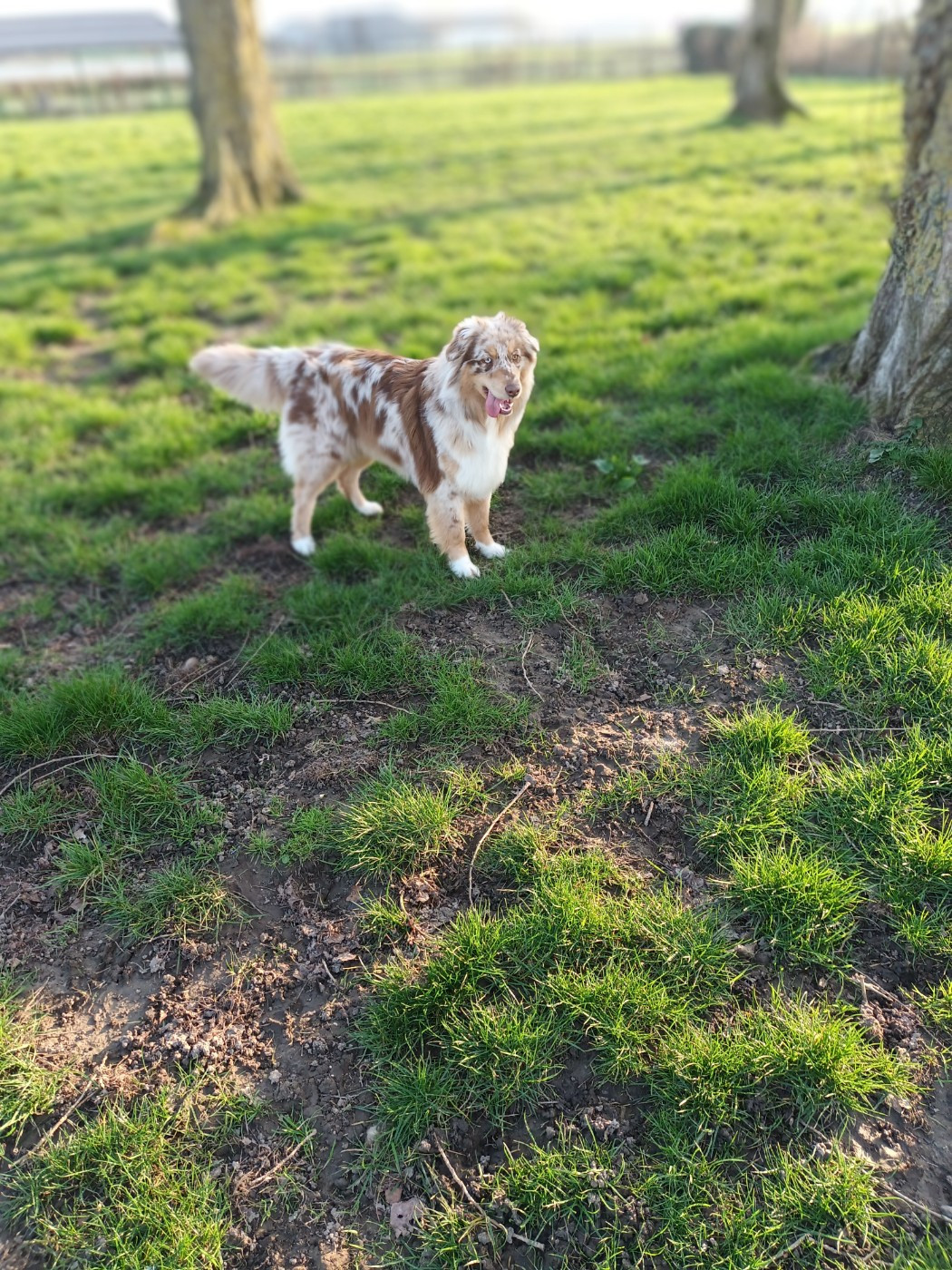 Ultime tess de luz 'annie Titre Initial