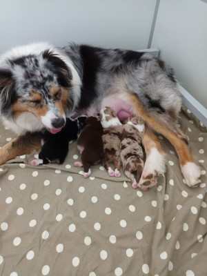 Du Domaine Des Myralice