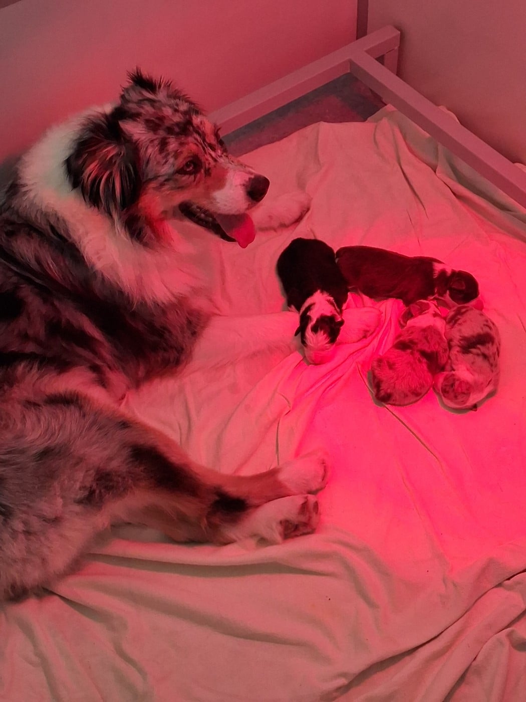 Chiot Berger Australien