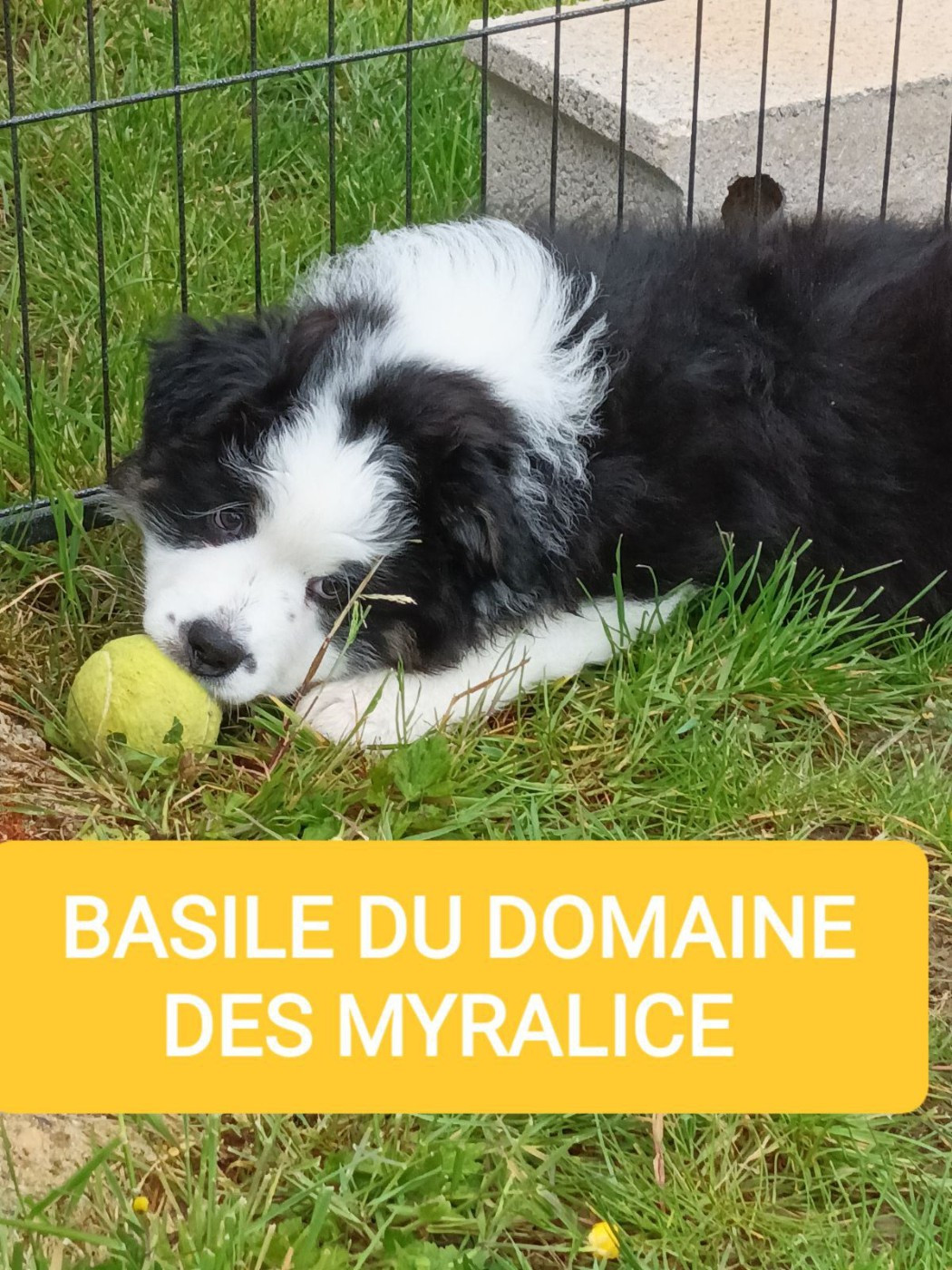 Basile le malicieux du domaine des myralice