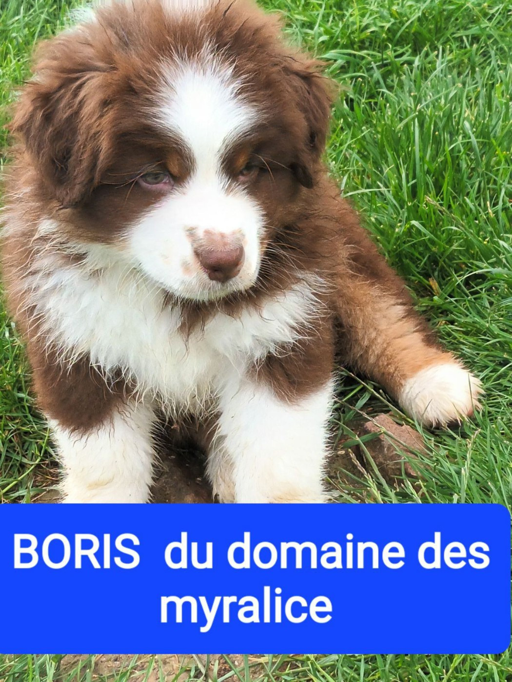 Boris le malicieux du domaine des myralice