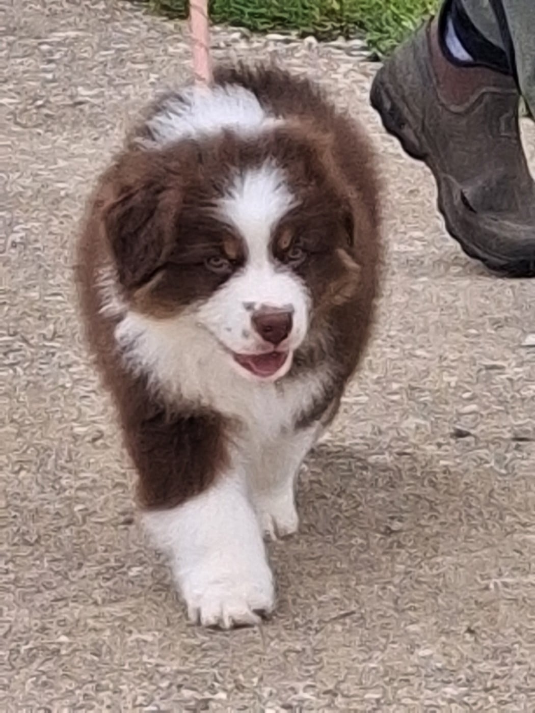Boris le malicieux du domaine des myralice