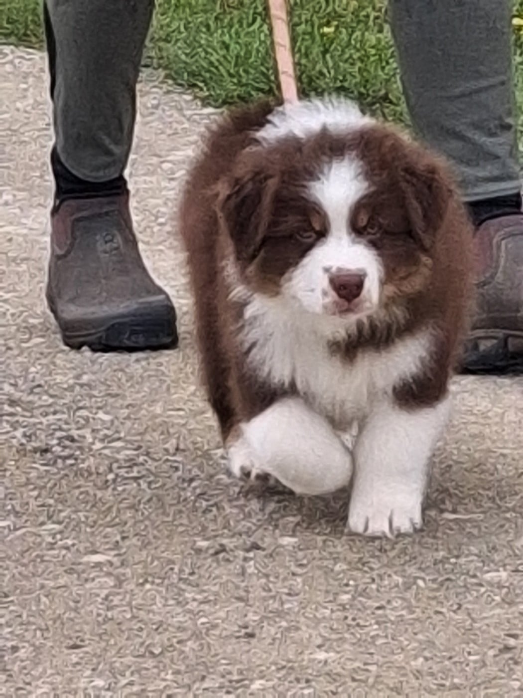 Boris le malicieux du domaine des myralice