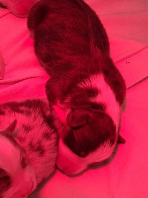 Les chiots de Berger Australien