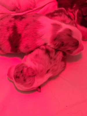 Les chiots de Berger Australien