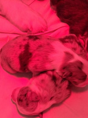 Les chiots de Berger Australien