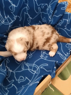 Les chiots de Berger Australien