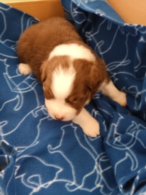 Les chiots de Berger Australien