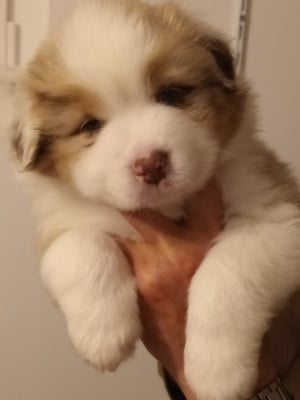 Les chiots de Berger Australien