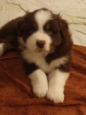 Les chiots de Berger Australien
