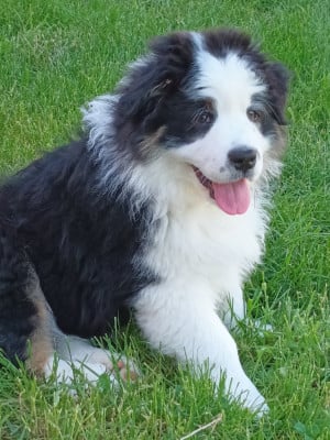 Les chiots de Berger Australien