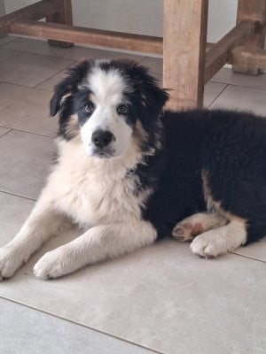 Les chiots de Berger Australien