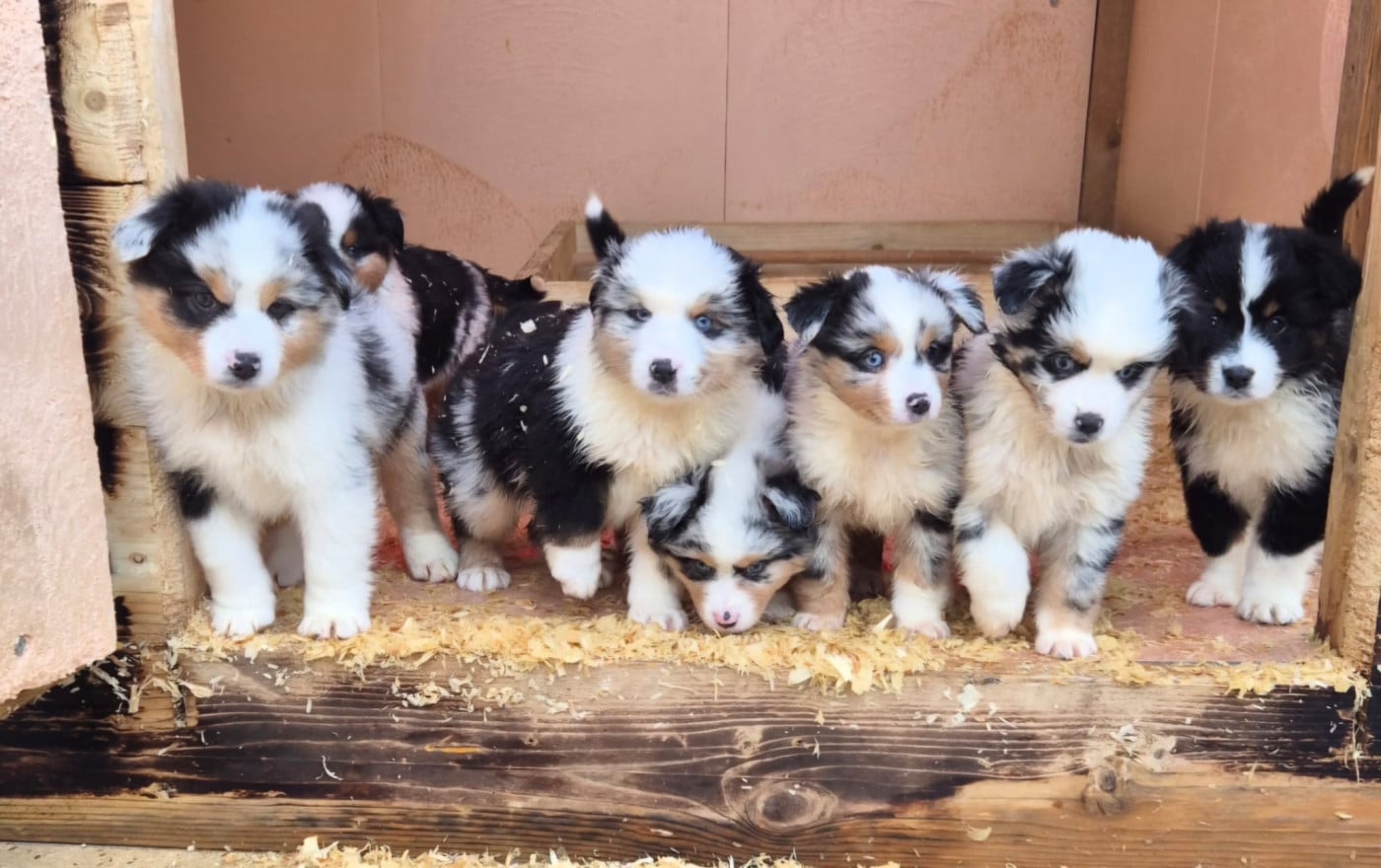 Berger Américain Miniature  - (Sans Affixe)