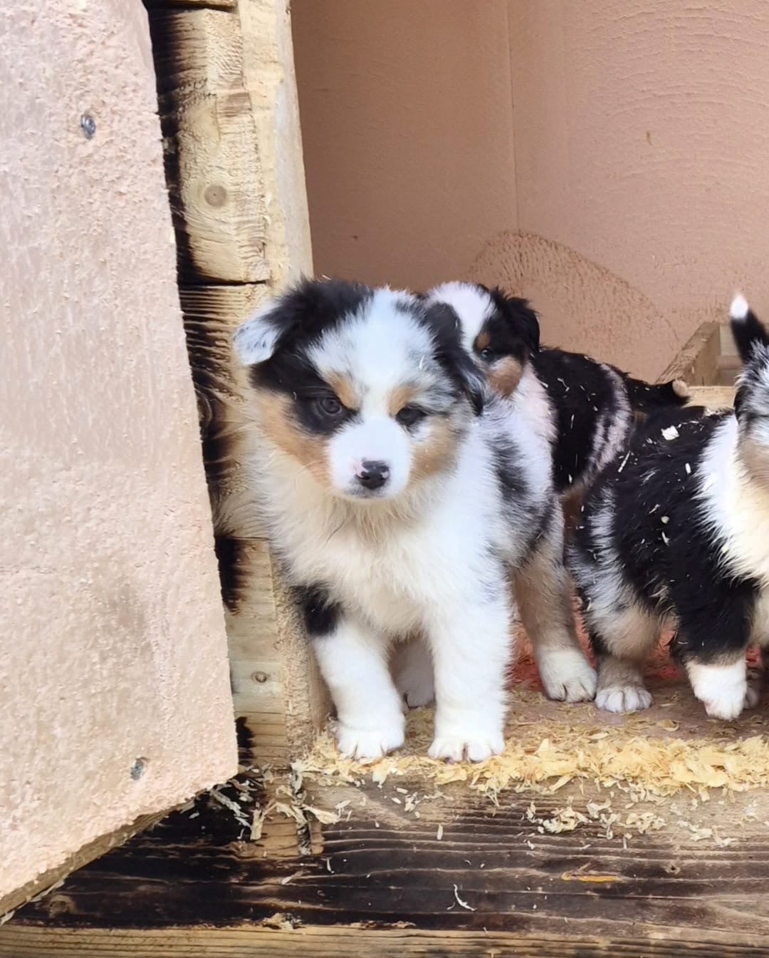 Alaska - Berger Américain Miniature 