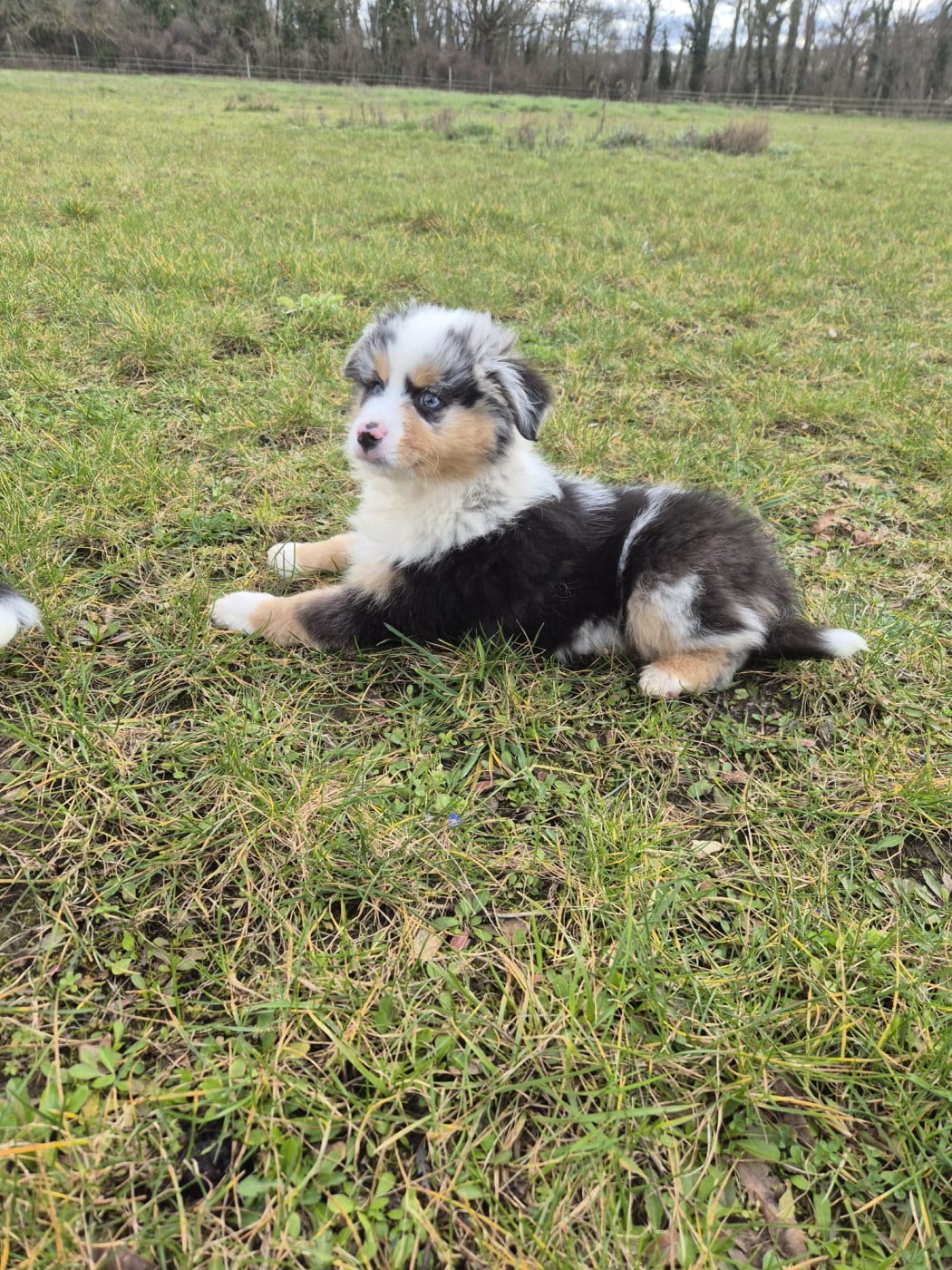 Apollon - Berger Américain Miniature 