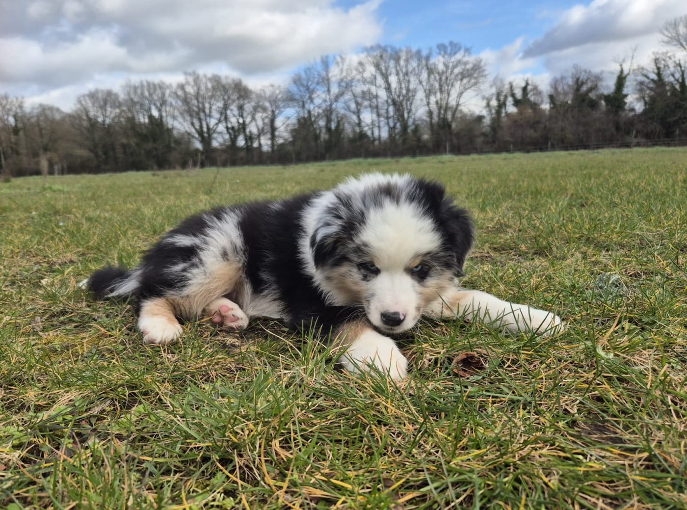 Athena - Berger Américain Miniature 