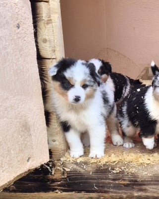 Les chiots de Berger Américain Miniature 