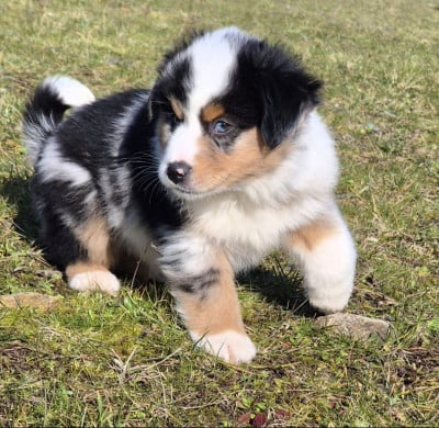 Les chiots de Berger Américain Miniature 