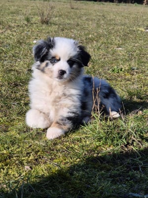 Les chiots de Berger Américain Miniature 