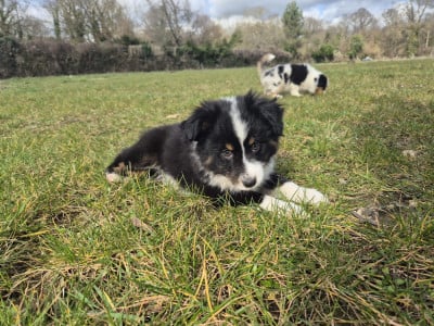 Les chiots de Berger Américain Miniature 