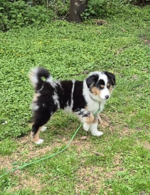 Les chiots de Berger Américain Miniature 