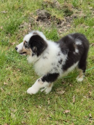 Les chiots de Berger Américain Miniature 