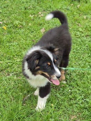 Les chiots de Berger Américain Miniature 