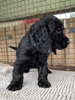 Les chiots de Cocker Spaniel Anglais
