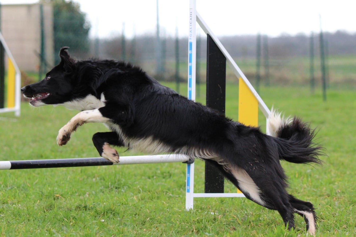 UMY des contrées polaires