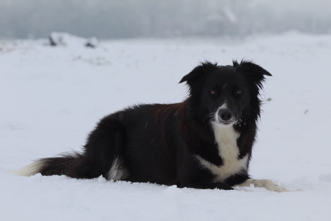 UMY des contrées polaires