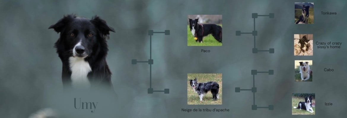 UMY des contrées polaires