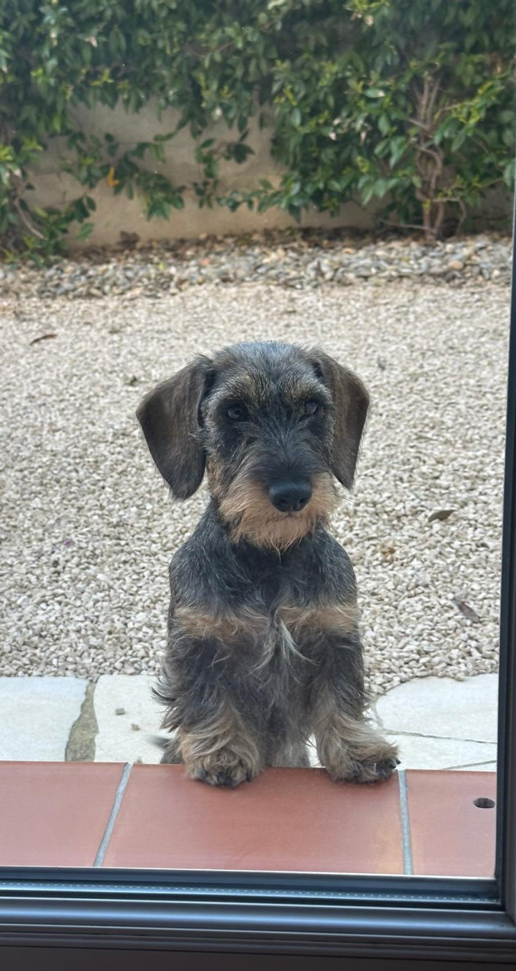 Arya carina Des Terres De France