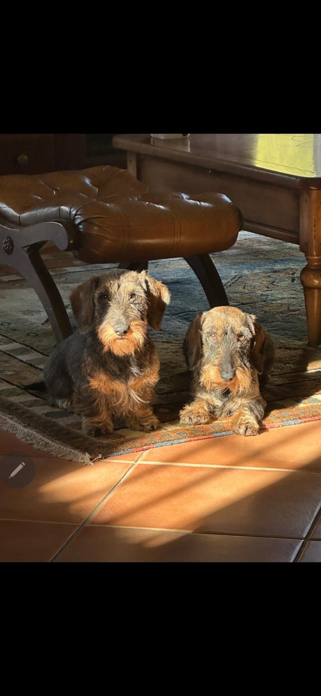 Arya carina Des Terres De France