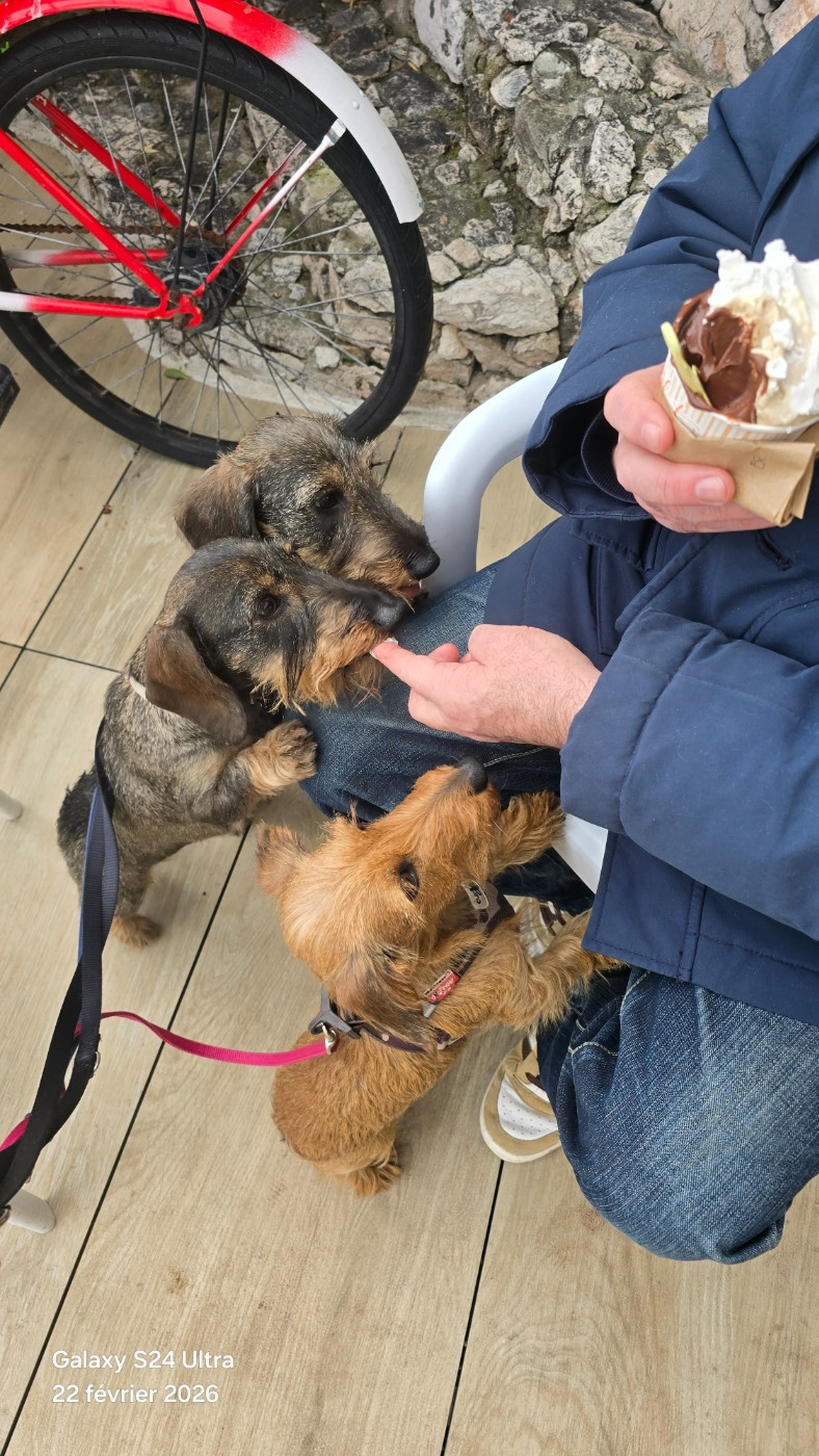 Arya carina Des Terres De France