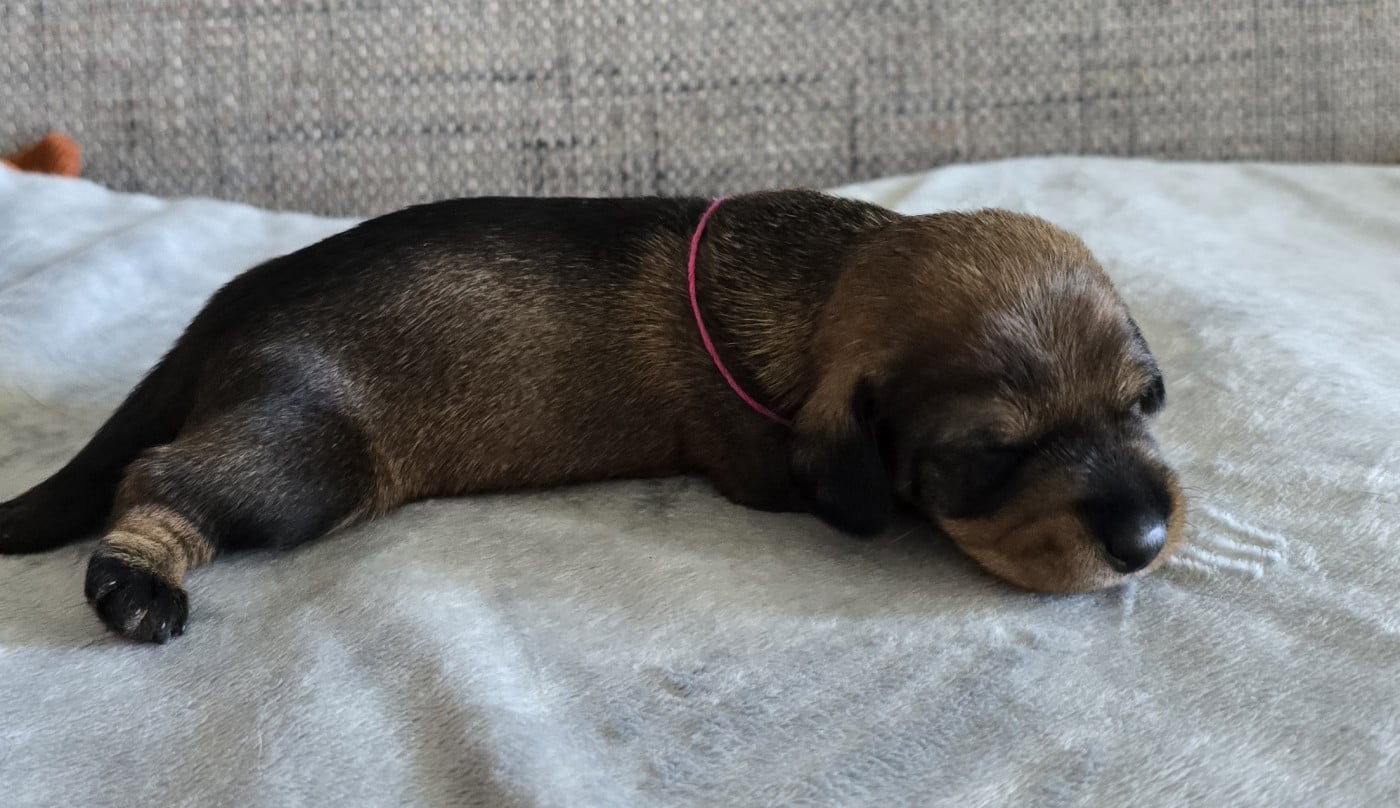 Baba yaga - Teckel poil dur