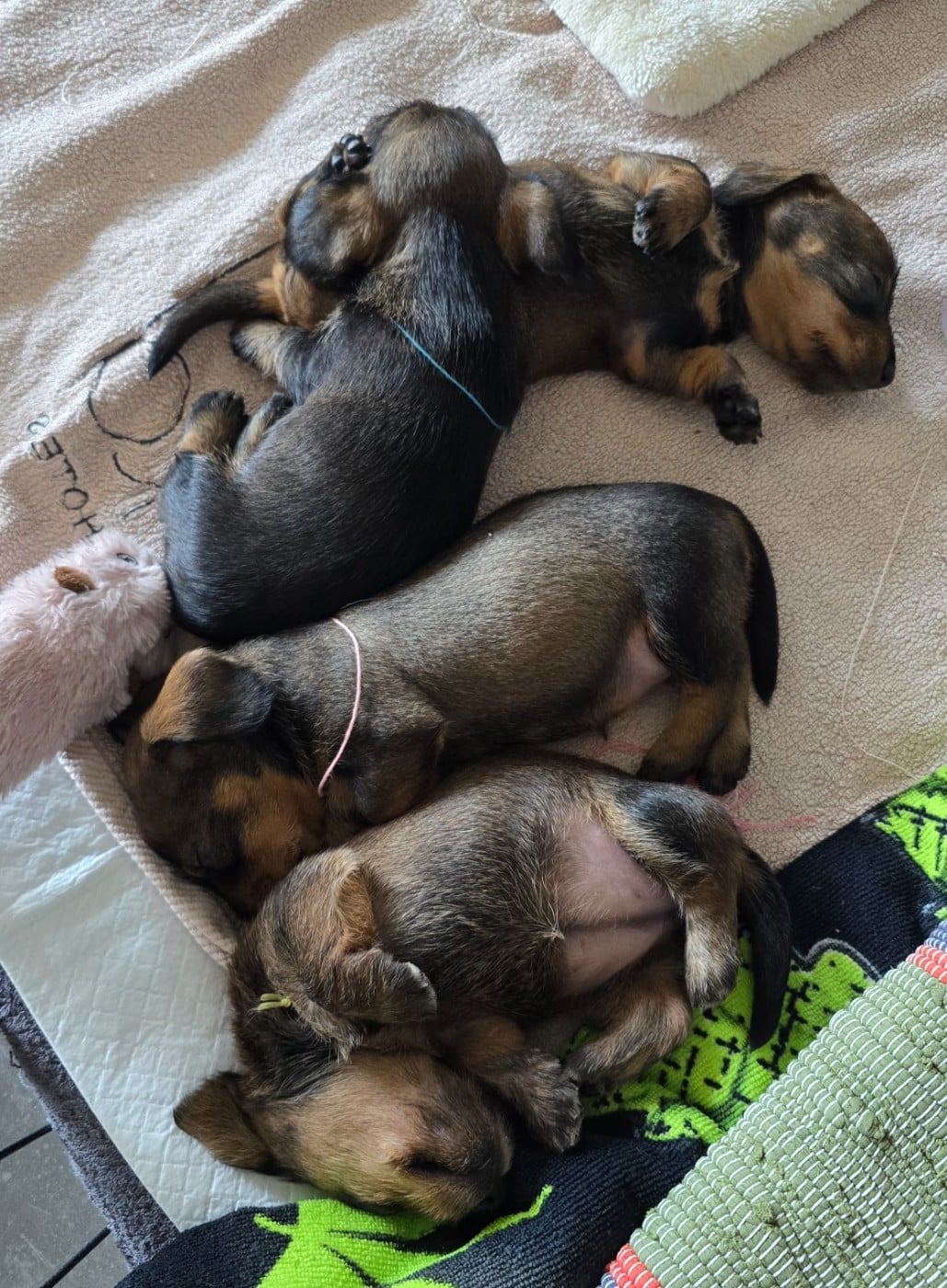 Teckel poil dur - Des Terres De France