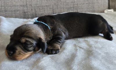 Les chiots de Teckel poil dur