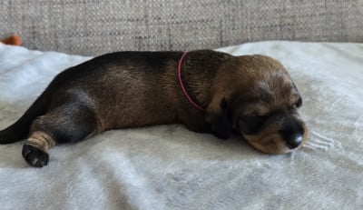 Les chiots de Teckel poil dur