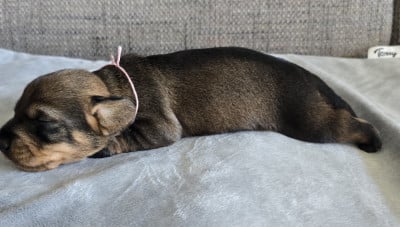 Les chiots de Teckel poil dur