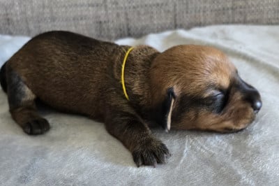 Les chiots de Teckel poil dur